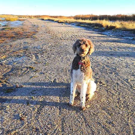 Haeuschen In Taddigshoern Bensersiel