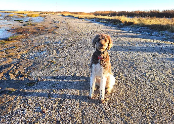 Haeuschen In Taddigshoern 贝塞尔